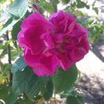 ömer kadir karakuşcu Profile Picture